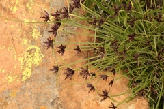 Cyperus rupestris