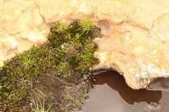 Selaginella caffrorum