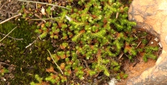 Selaginella caffrorum