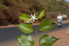 Jasminum malabaricum