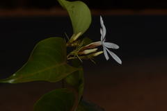 Jasminum malabaricum
