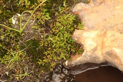 Selaginella caffrorum