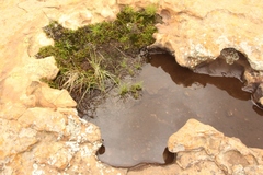 Selaginella caffrorum