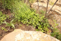 Pelargonium ranunculophyllum