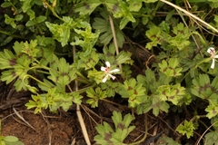 Pelargonium ranunculophyllum