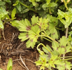 Pelargonium ranunculophyllum