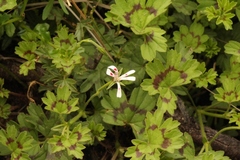 Pelargonium ranunculophyllum