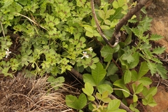 Pelargonium ranunculophyllum