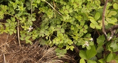 Pelargonium ranunculophyllum