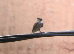 Empidonomus aurantioatrocristatus