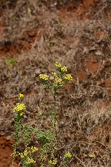 Eschenbachia stricta