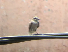 Empidonomus aurantioatrocristatus