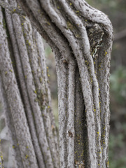 Ceanothus cuneatus cuneatus