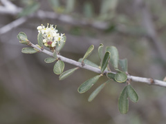 Ceanothus cuneatus cuneatus