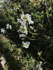 Arabidopsis arenosa
