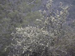 Ceanothus cuneatus cuneatus