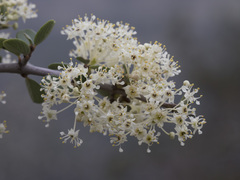 Ceanothus cuneatus cuneatus