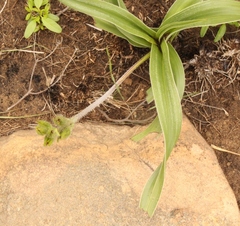 Hypoxis costata