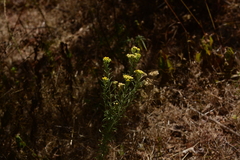 Eschenbachia stricta