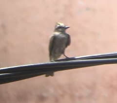 Empidonomus aurantioatrocristatus