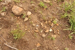 Eriospermum ornithogaloides