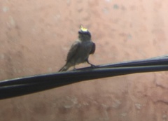 Empidonomus aurantioatrocristatus