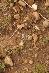 Eriospermum ornithogaloides