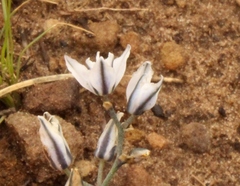 Eriospermum ornithogaloides