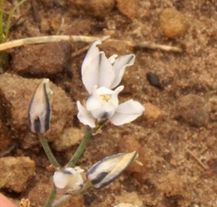 Eriospermum ornithogaloides