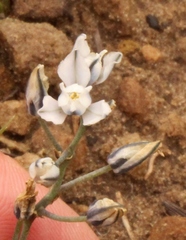 Eriospermum ornithogaloides