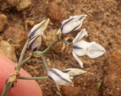 Eriospermum ornithogaloides