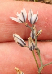 Eriospermum ornithogaloides