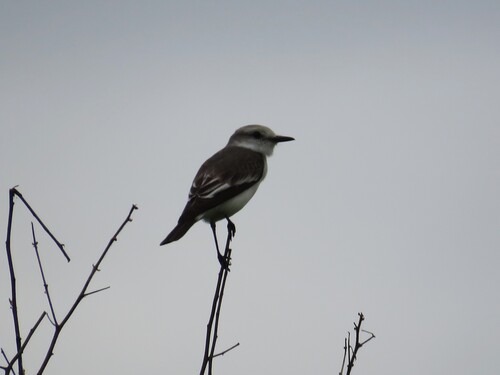 White-rumped Monjita (Xolmis velatus), photo 7