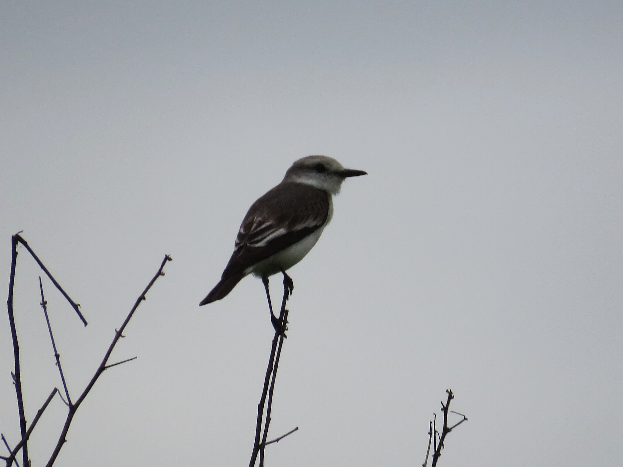 White-rumped Monjita (Xolmis velatus), photo 6