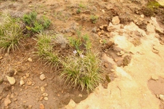 Xerophyta viscosa