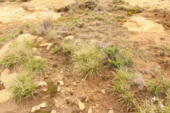 Xerophyta viscosa
