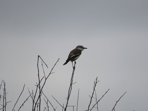 White-rumped Monjita (Xolmis velatus), photo 6