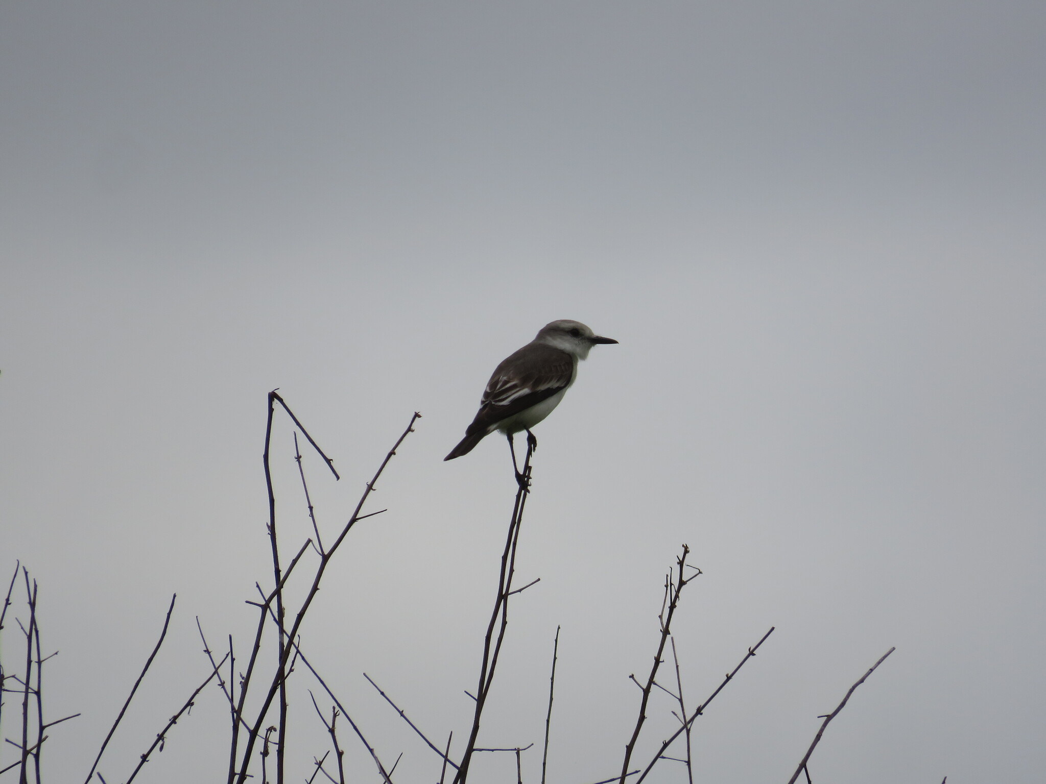 White-rumped Monjita (Xolmis velatus), photo 5