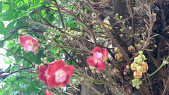 Couroupita guianensis