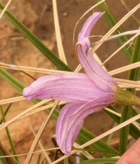Xerophyta viscosa
