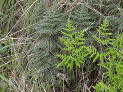 Pentagramma triangularis triangularis