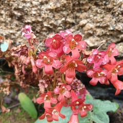 Streptocarpus dunnii