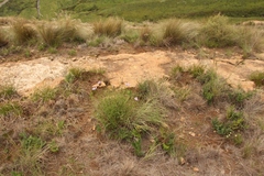 Wahlenbergia krebsii