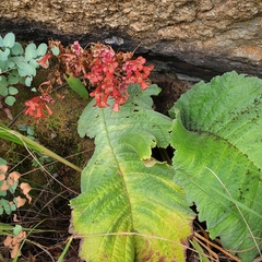 Streptocarpus dunnii