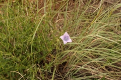 Wahlenbergia krebsii