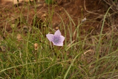 Wahlenbergia krebsii