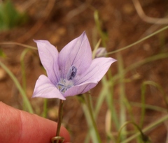 Wahlenbergia krebsii