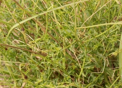 Wahlenbergia krebsii