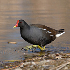 Common Moorhen photo 2