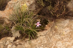 Xerophyta viscosa
